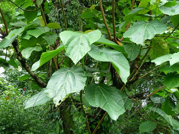 Elephant Ear Fig